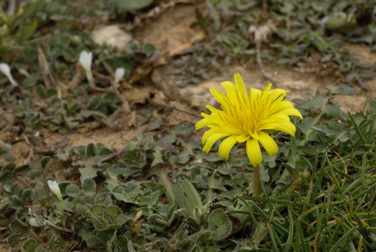 Hyoseris radiata